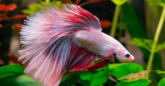 How Do You Know If Your Betta Fish Is Sleeping?