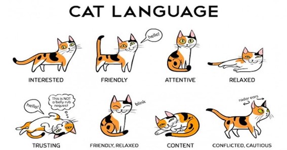 How many words can a cat understand?