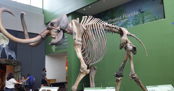 Visit The Florida Museum Of Natural History