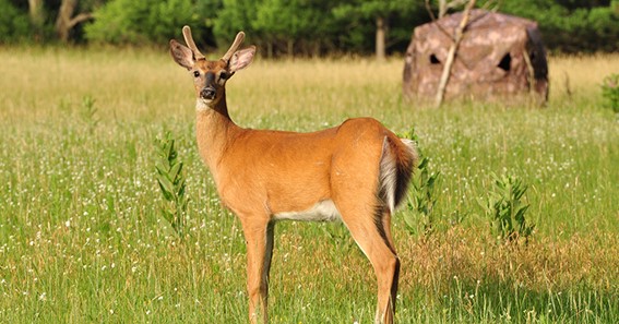 What Is A Spike Deer