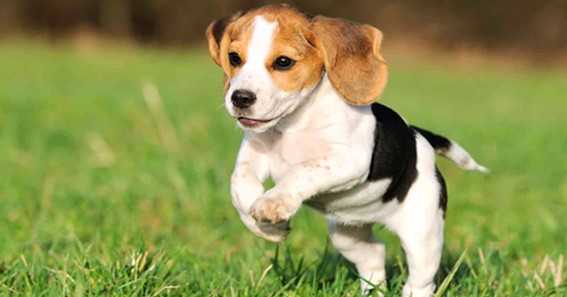 Top 12 Cheapest Dog Breeds In The World
