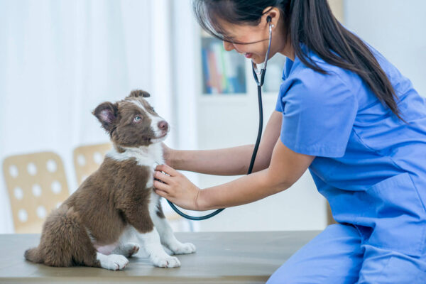 A Beginner’s Guide to Pet Insurance