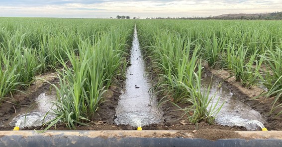 what is furrow irrigation